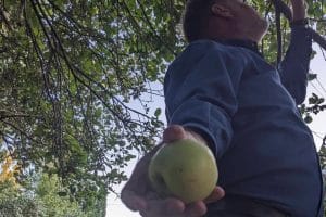 Apple Picking2 E1749570995663 300x200